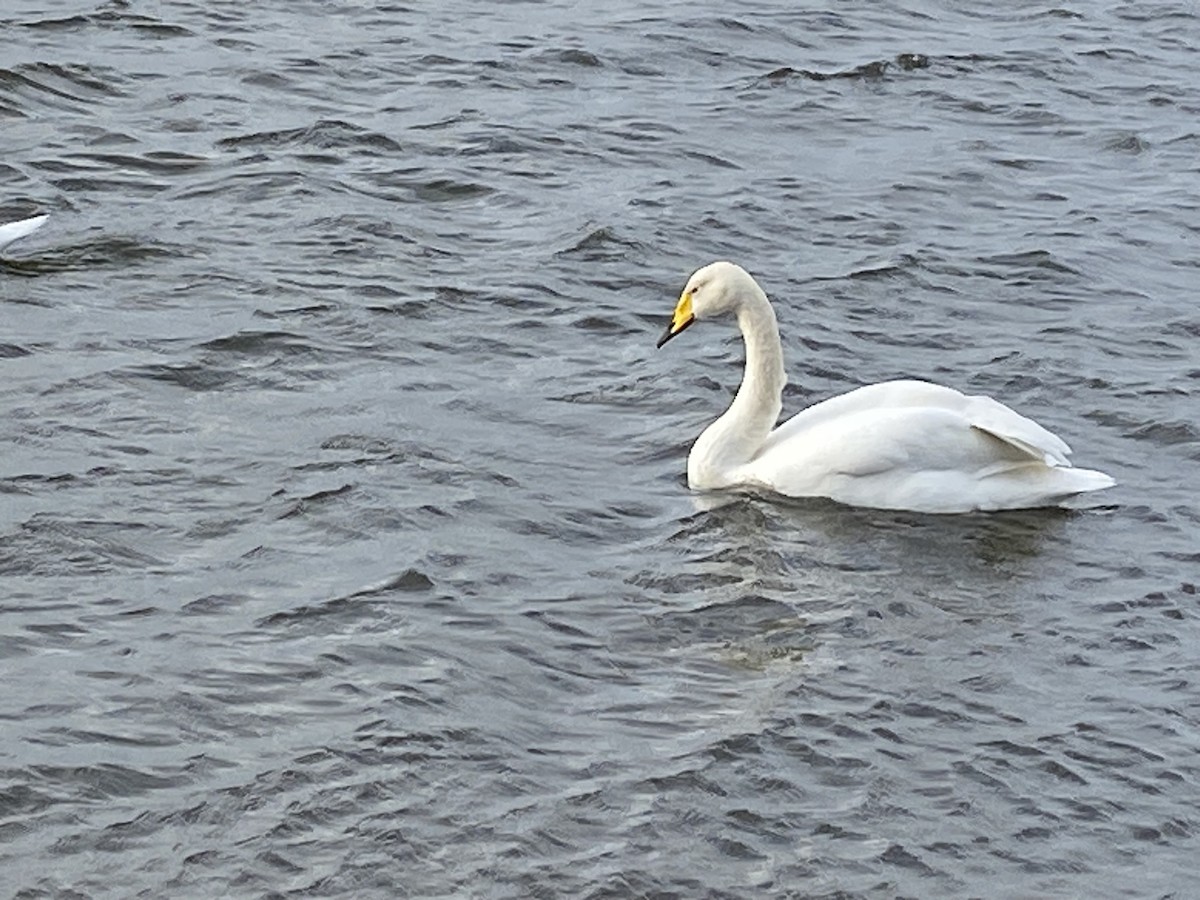 Cygne chanteur - ML614690143