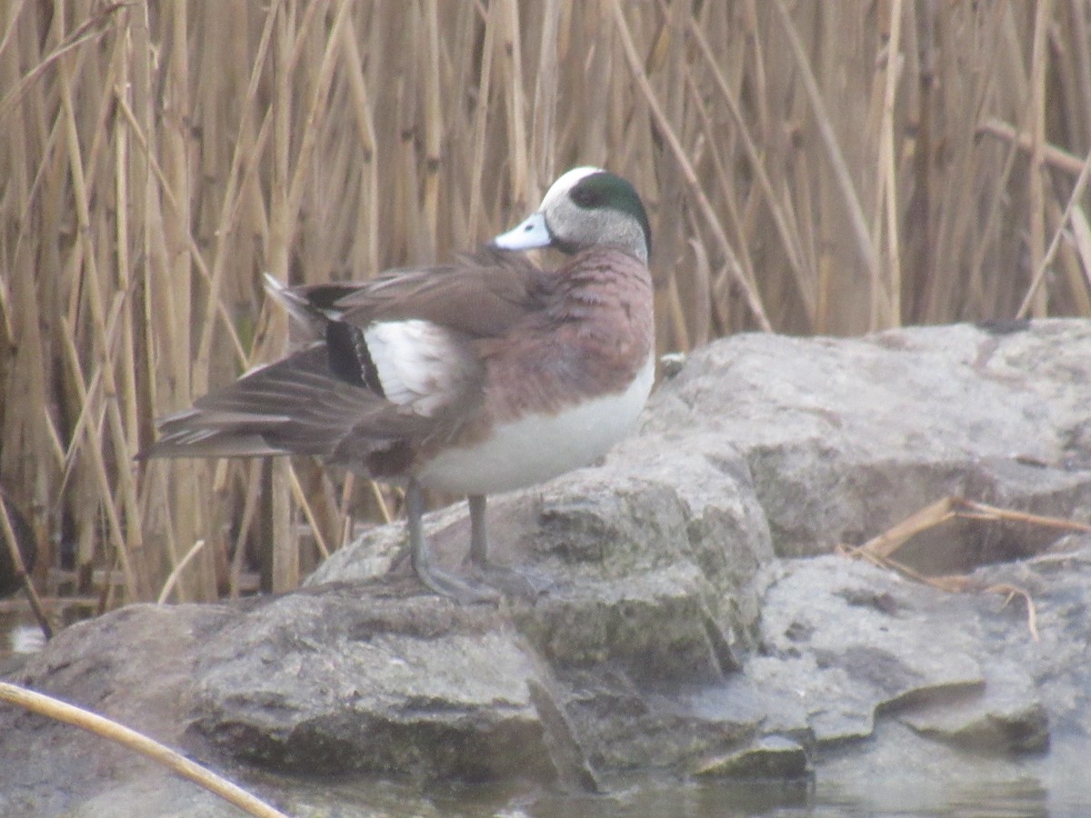 American Wigeon - ML614690144