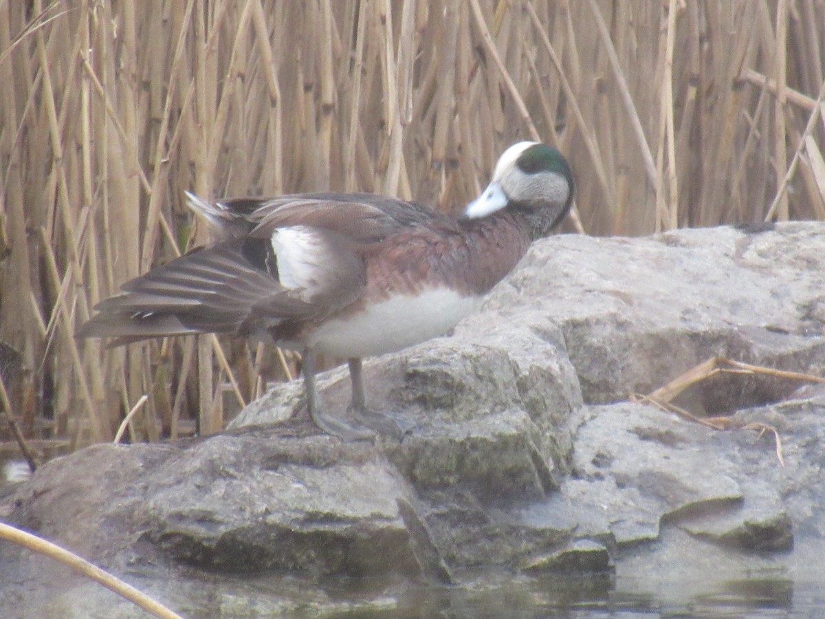 American Wigeon - John Coyle