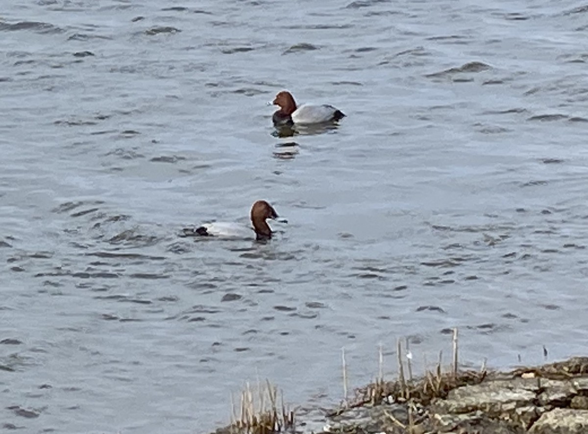 Common Pochard - Bob Hunter