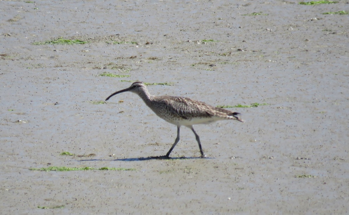 Whimbrel - ML614690273