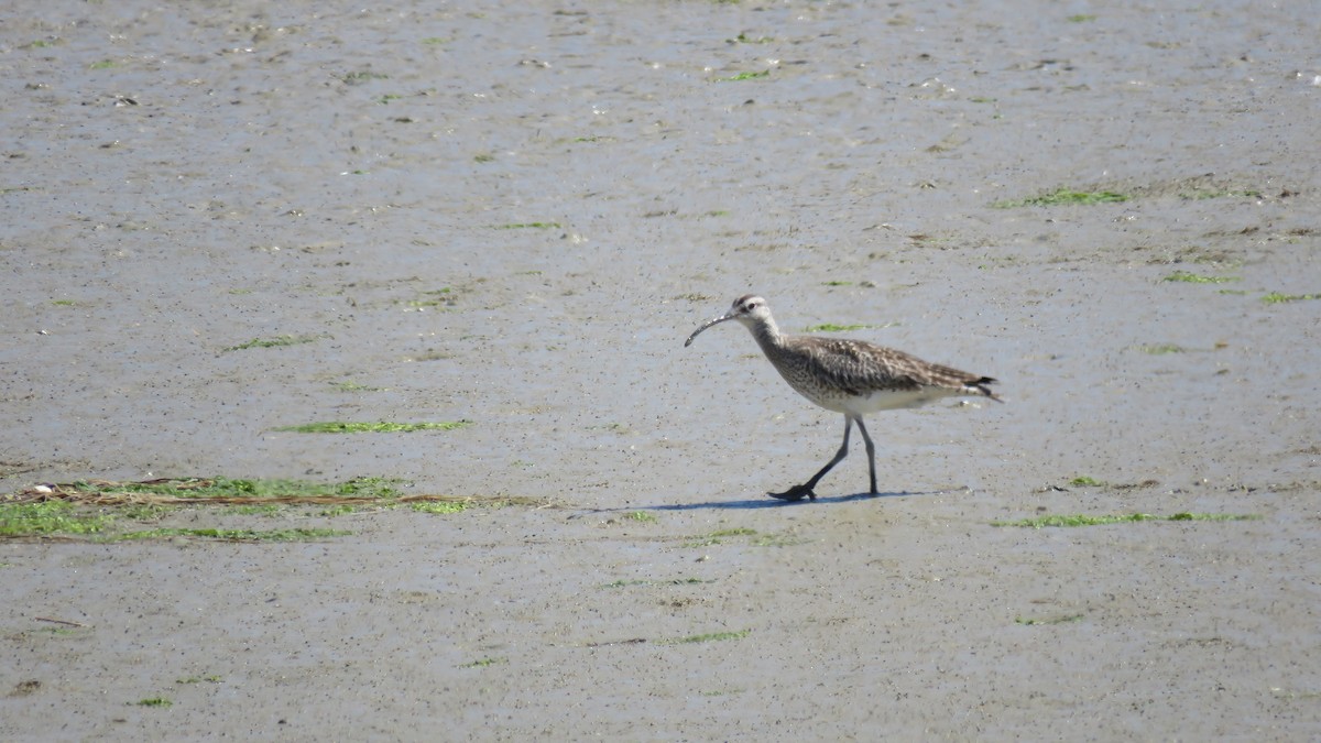 Whimbrel - ML614690274