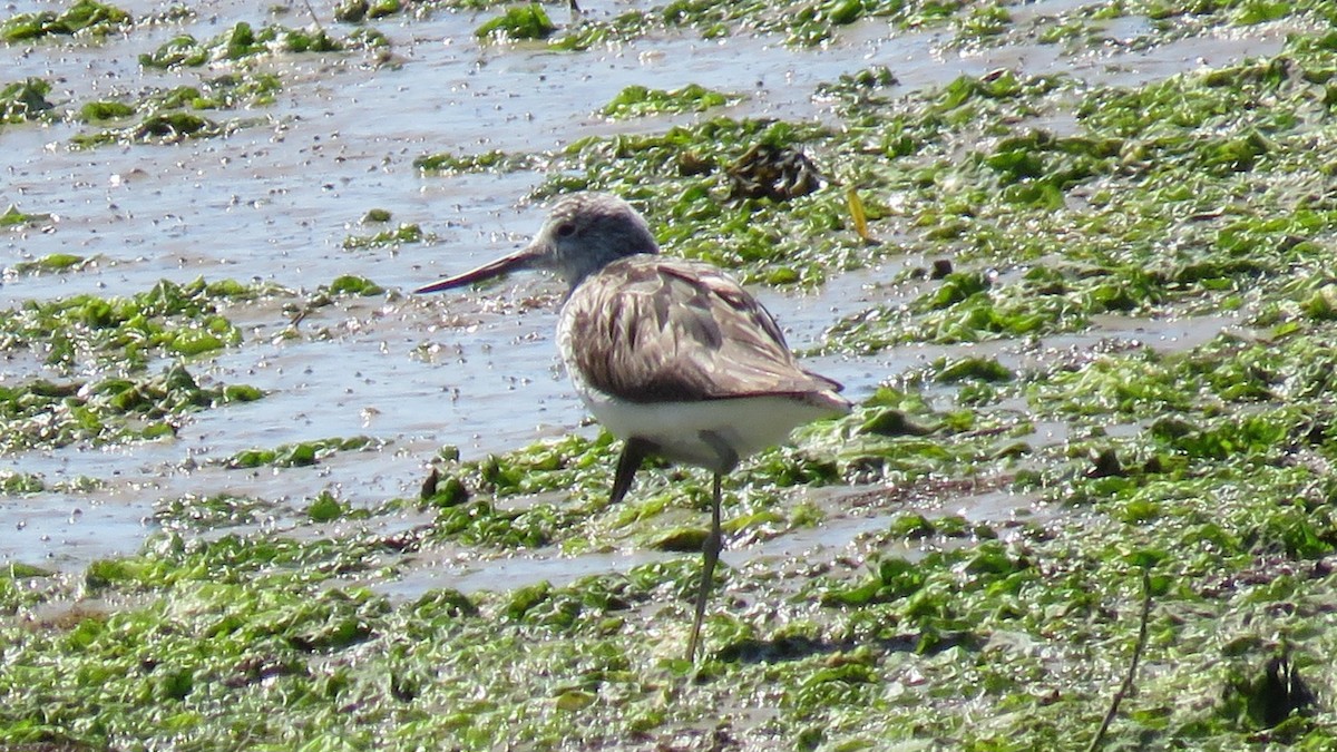 Common Greenshank - ML614690284