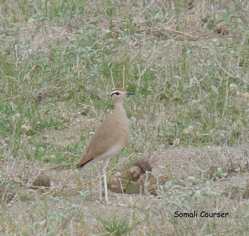 Somali Courser - ML614690363