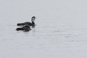 Common Loon - ML614690366