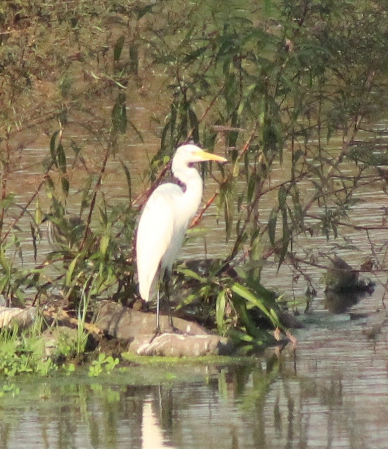 Great Egret - ML614690380