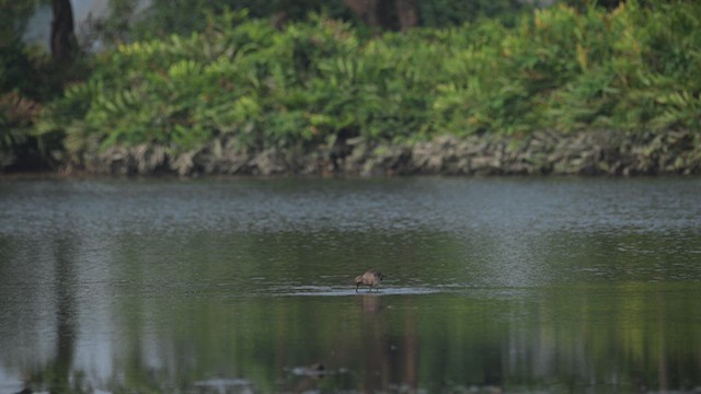 Black-tailed Godwit - ML614690394