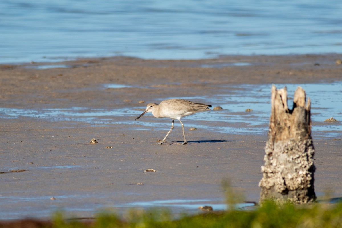 Willet - ML614690421