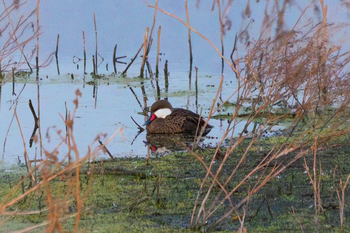 White-cheeked Pintail - ML614690430