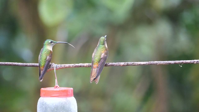 Fawn-breasted Brilliant - ML614690490