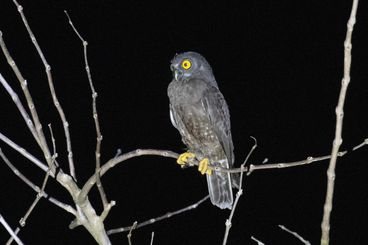 Hume's Boobook - Kalpesh Krishna