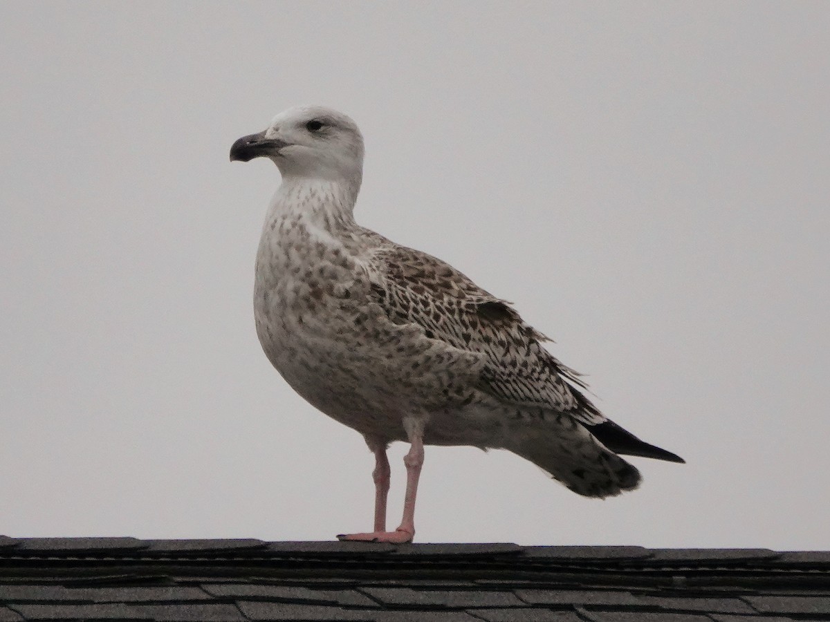 Great Black-backed Gull - ML614690575