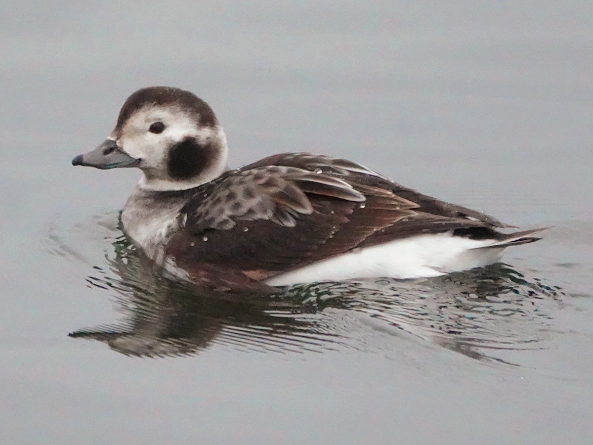 Long-tailed Duck - ML614690594