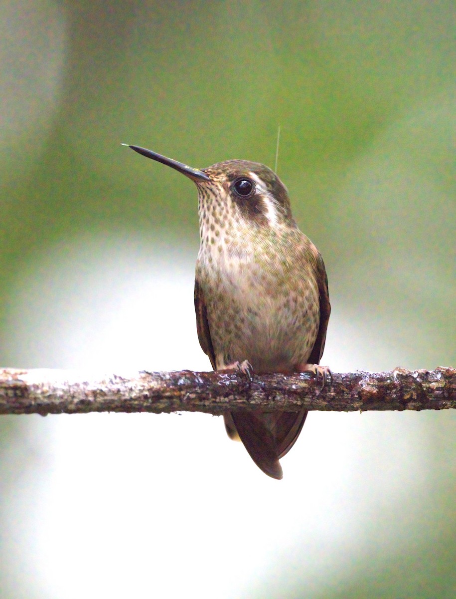 Speckled Hummingbird - ML614690613
