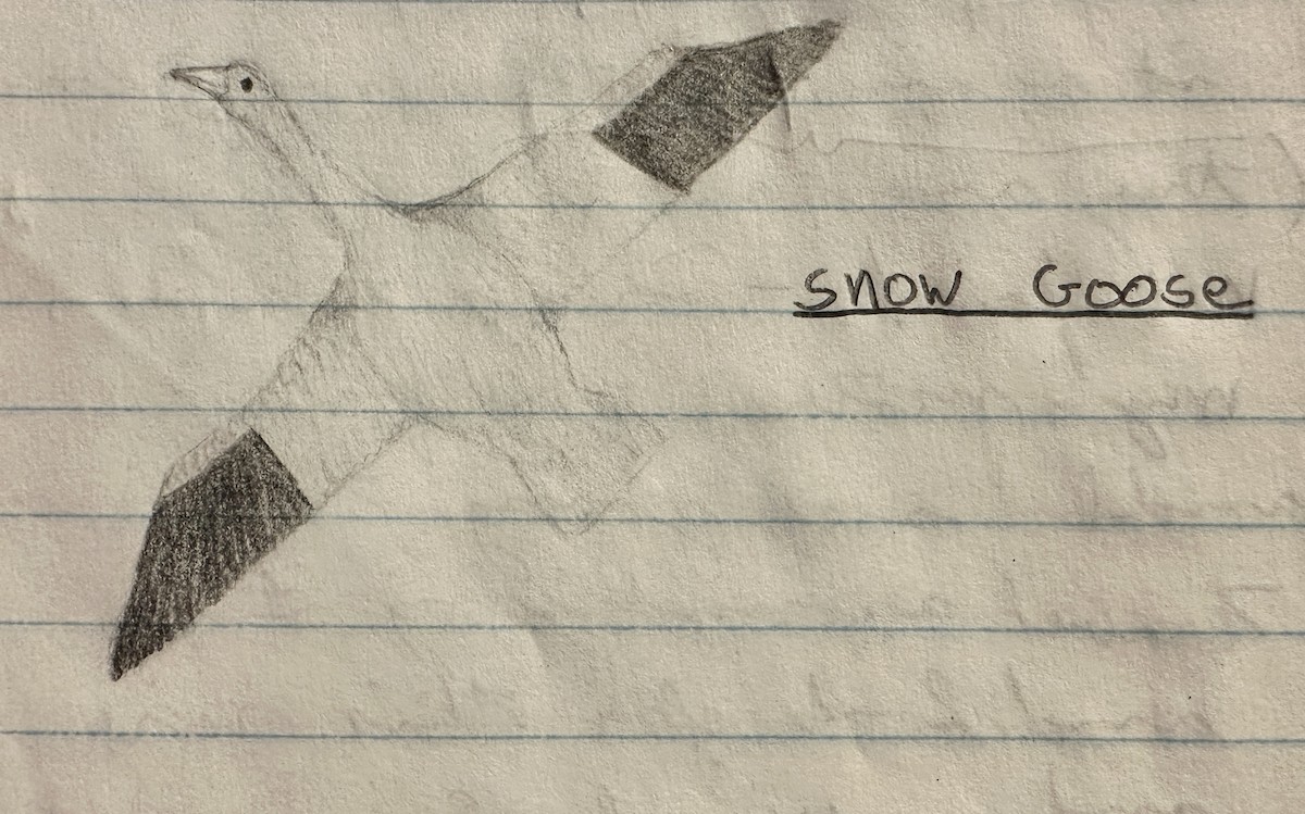Snow Goose - ML614690631