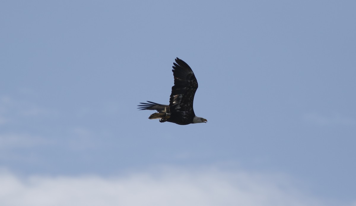 Bald Eagle - ML614690744