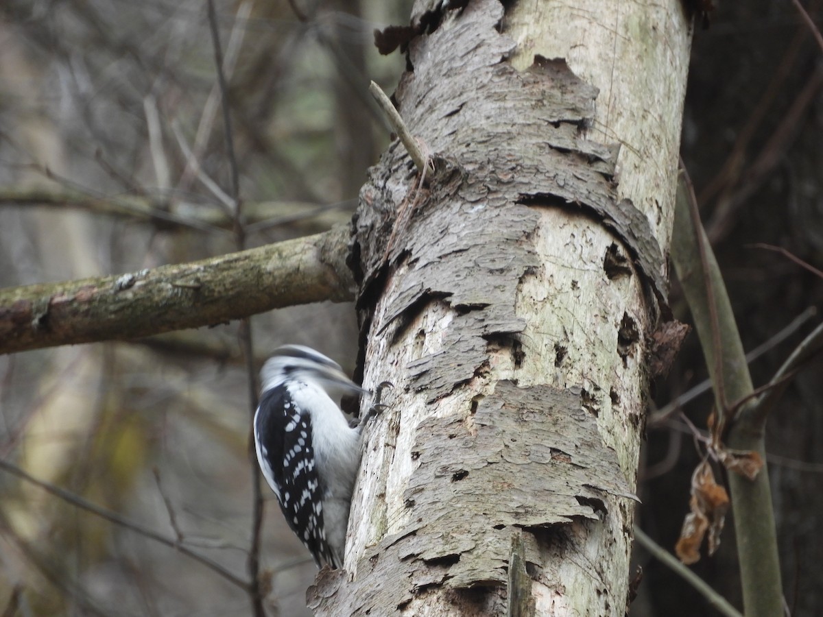 Hairy Woodpecker - ML614690766