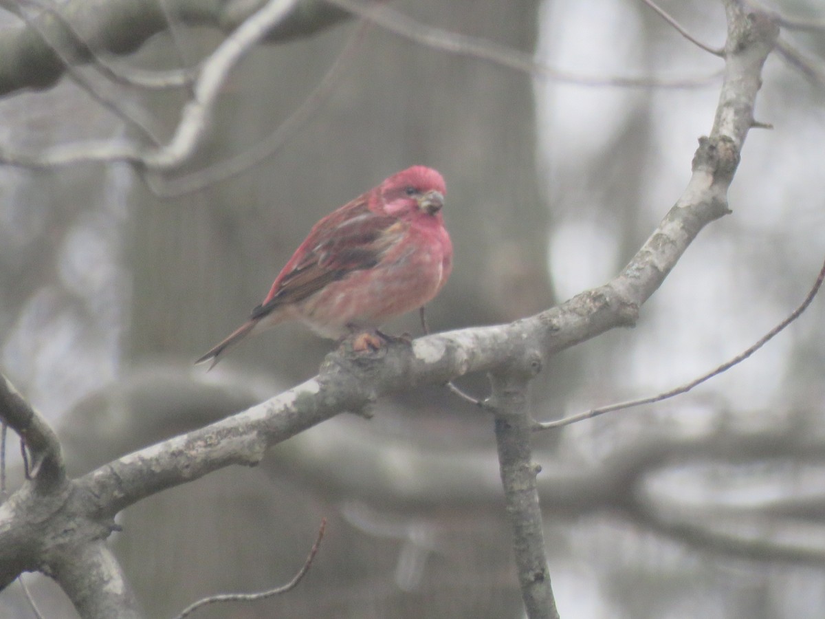 Purple Finch - ML614690773