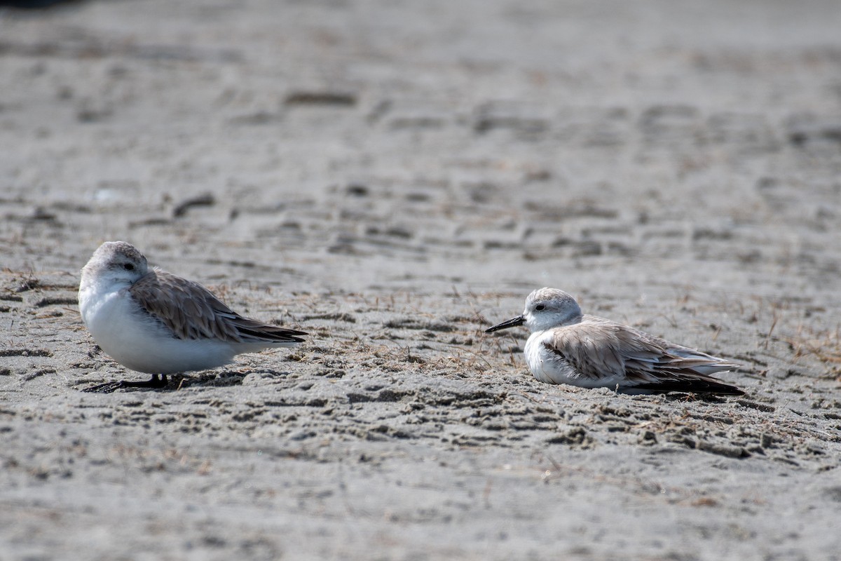 Western Sandpiper - Michael Nelson