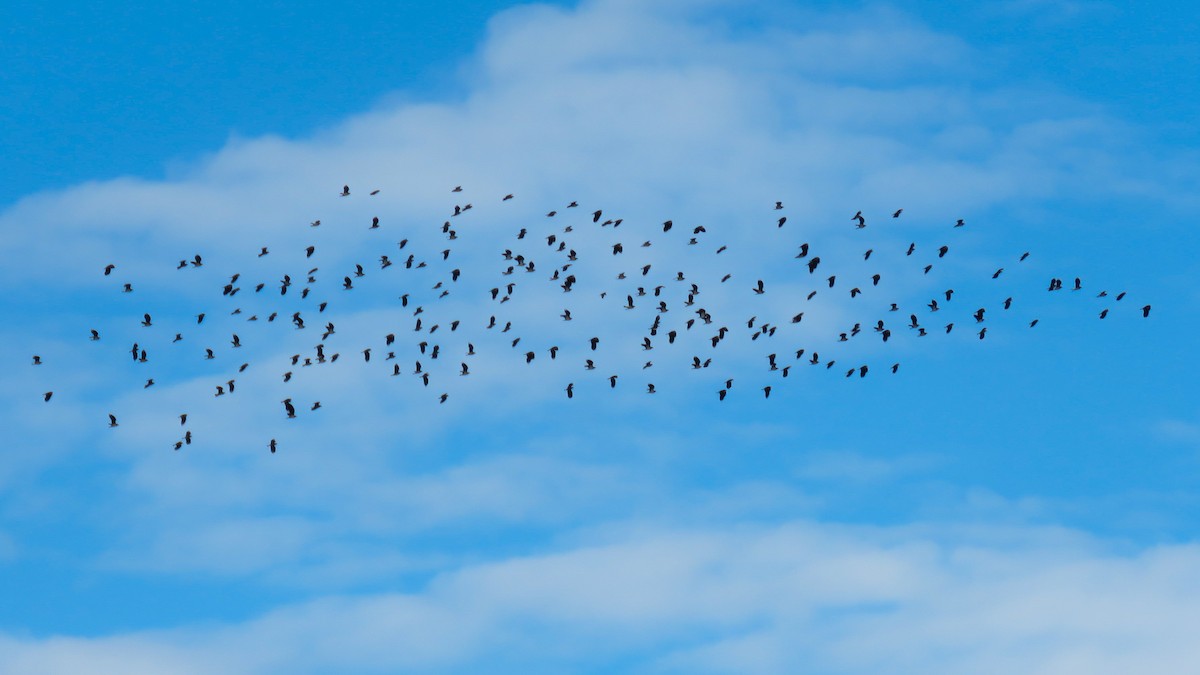 Northern Lapwing - Andres J.S. Carrasco