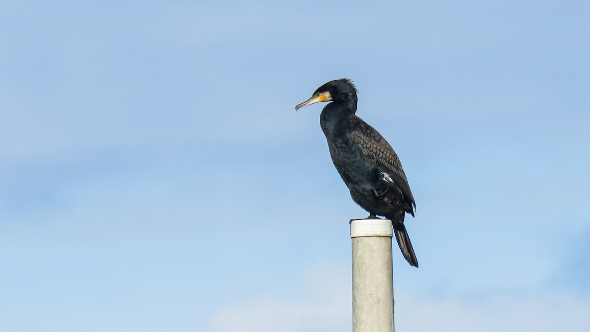 Great Cormorant - Andres J.S. Carrasco