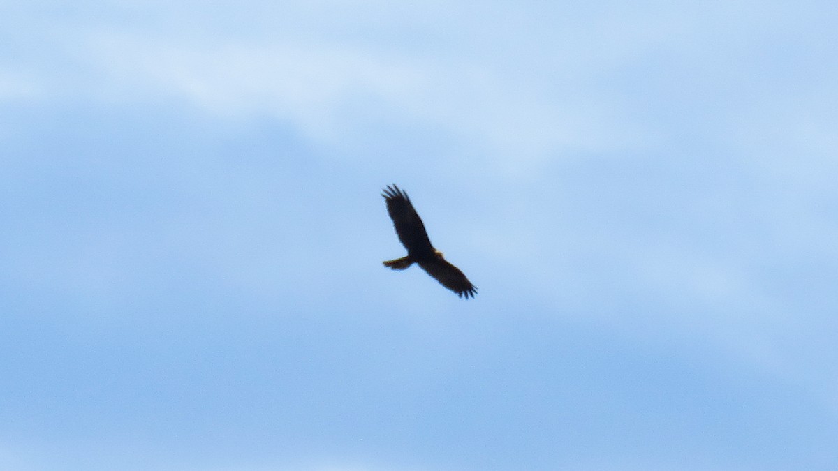 Western Marsh Harrier - Andres J.S. Carrasco