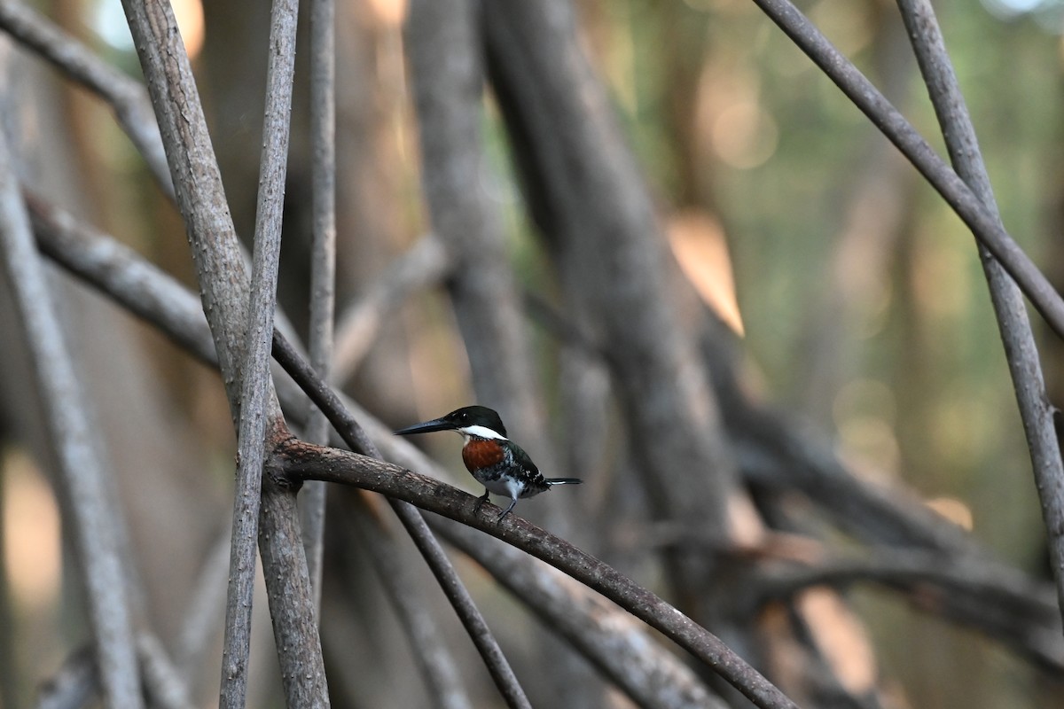 Green Kingfisher - ML614691028