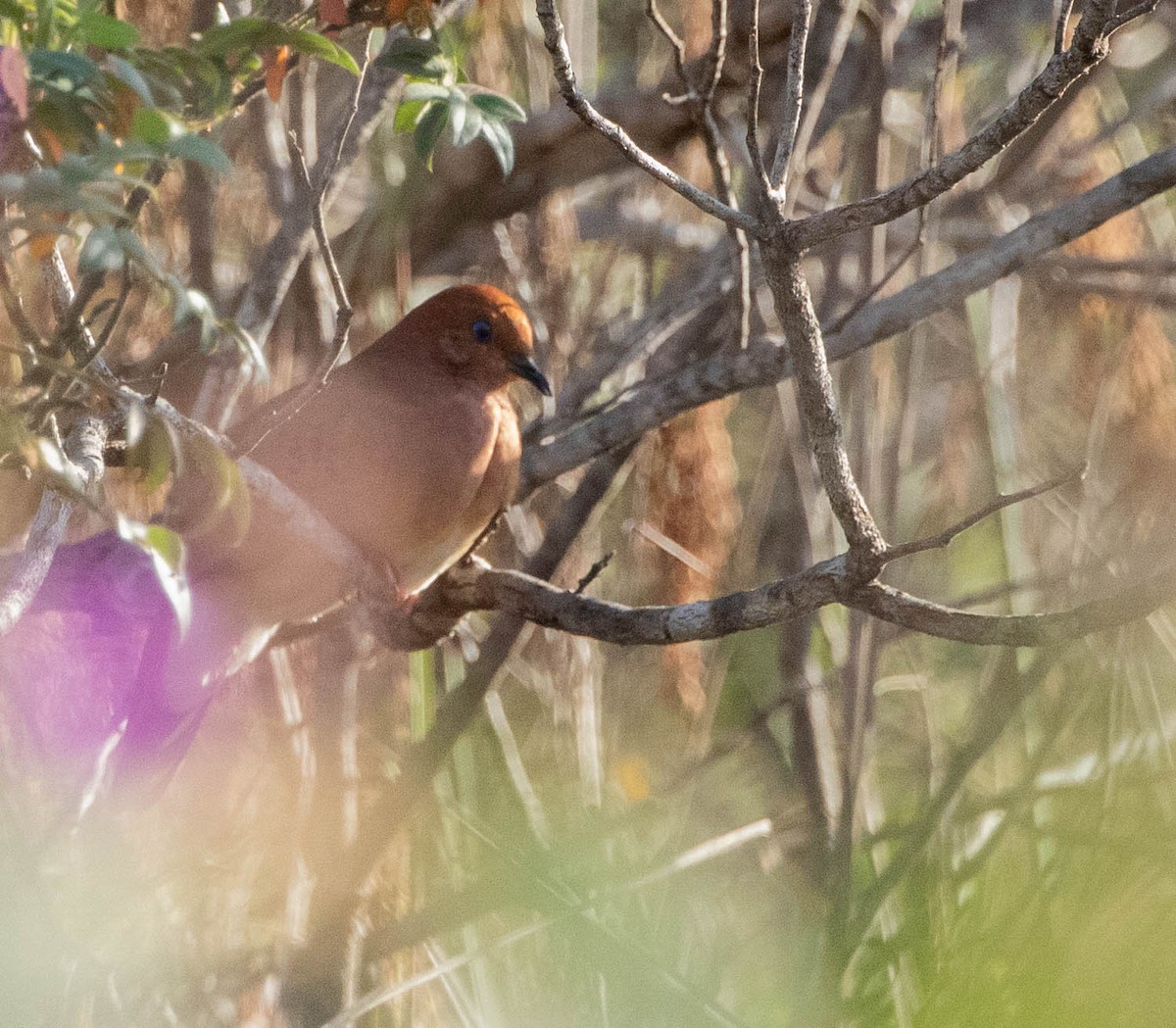 Blue-eyed Ground Dove - ML614691034