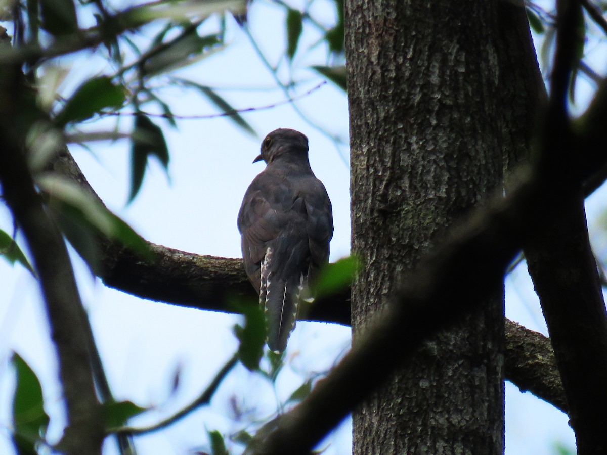 Fan-tailed Cuckoo - Michel Turcot