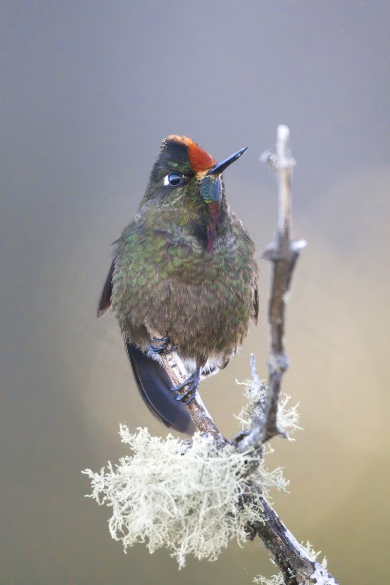kolibřík Herranův - ML614691102