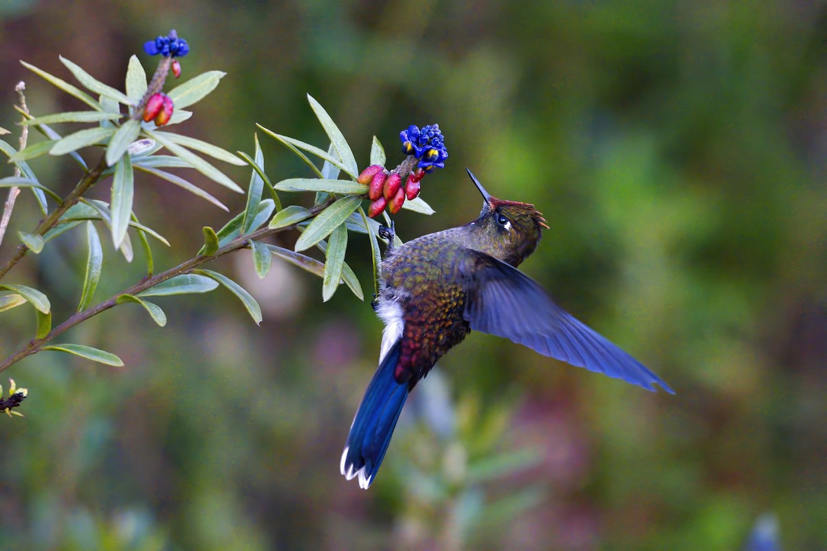 Colibrí de Herrán - ML614691103