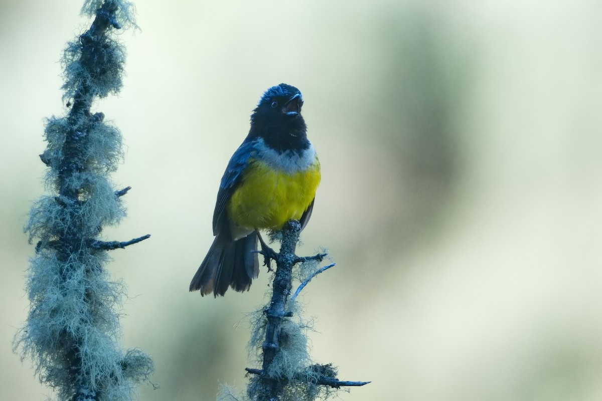 Buff-breasted Mountain Tanager - ML614691158