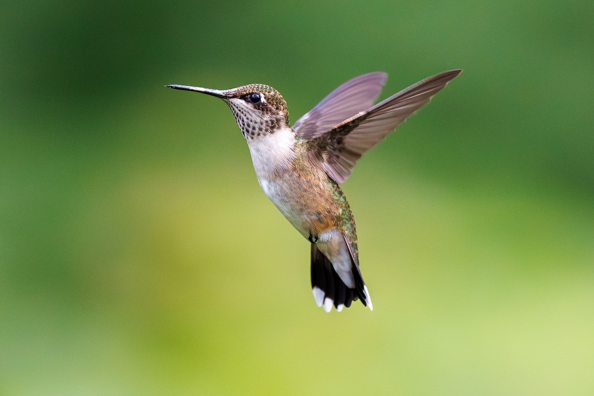 Colibri à gorge rubis - ML614691172