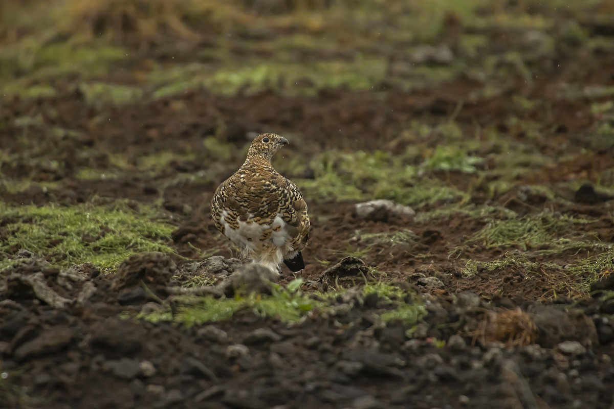 Rock Ptarmigan - Antonio Rodriguez-Sinovas