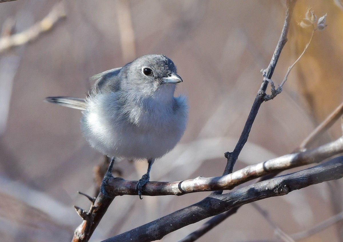 Gray Vireo - ML614691259