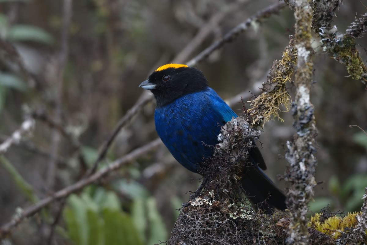 Golden-crowned Tanager - Jonathan Nikkila