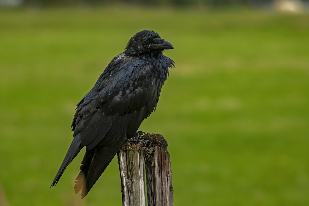 Common Raven - Antonio Rodriguez-Sinovas