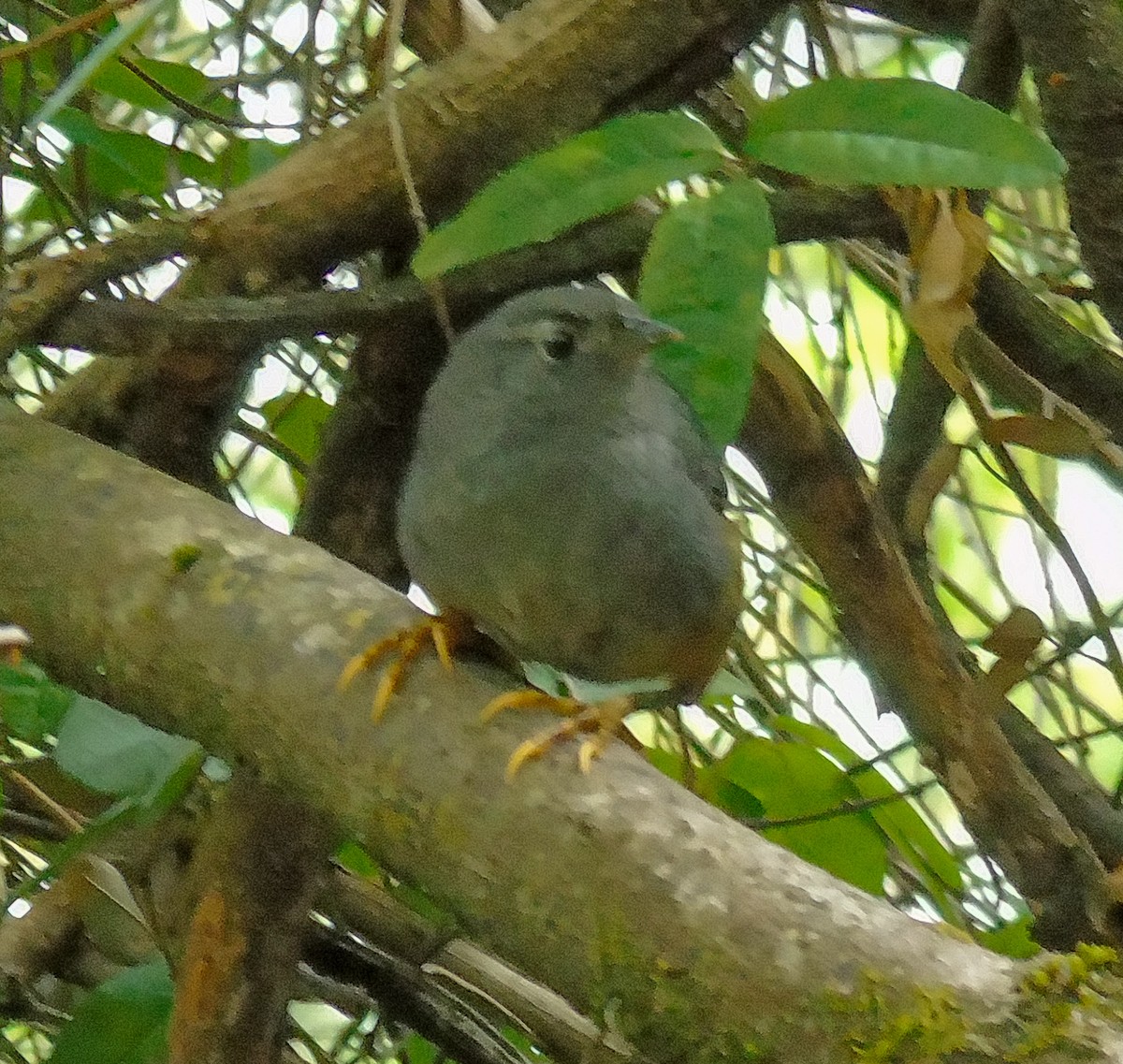 Ochre-flanked Tapaculo - ML614691401