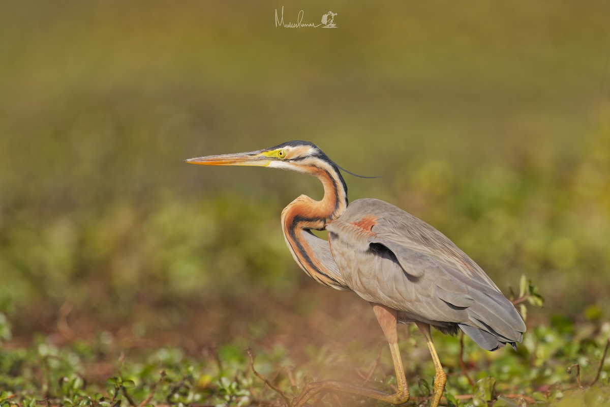 Зээрд дэглий - ML614691408