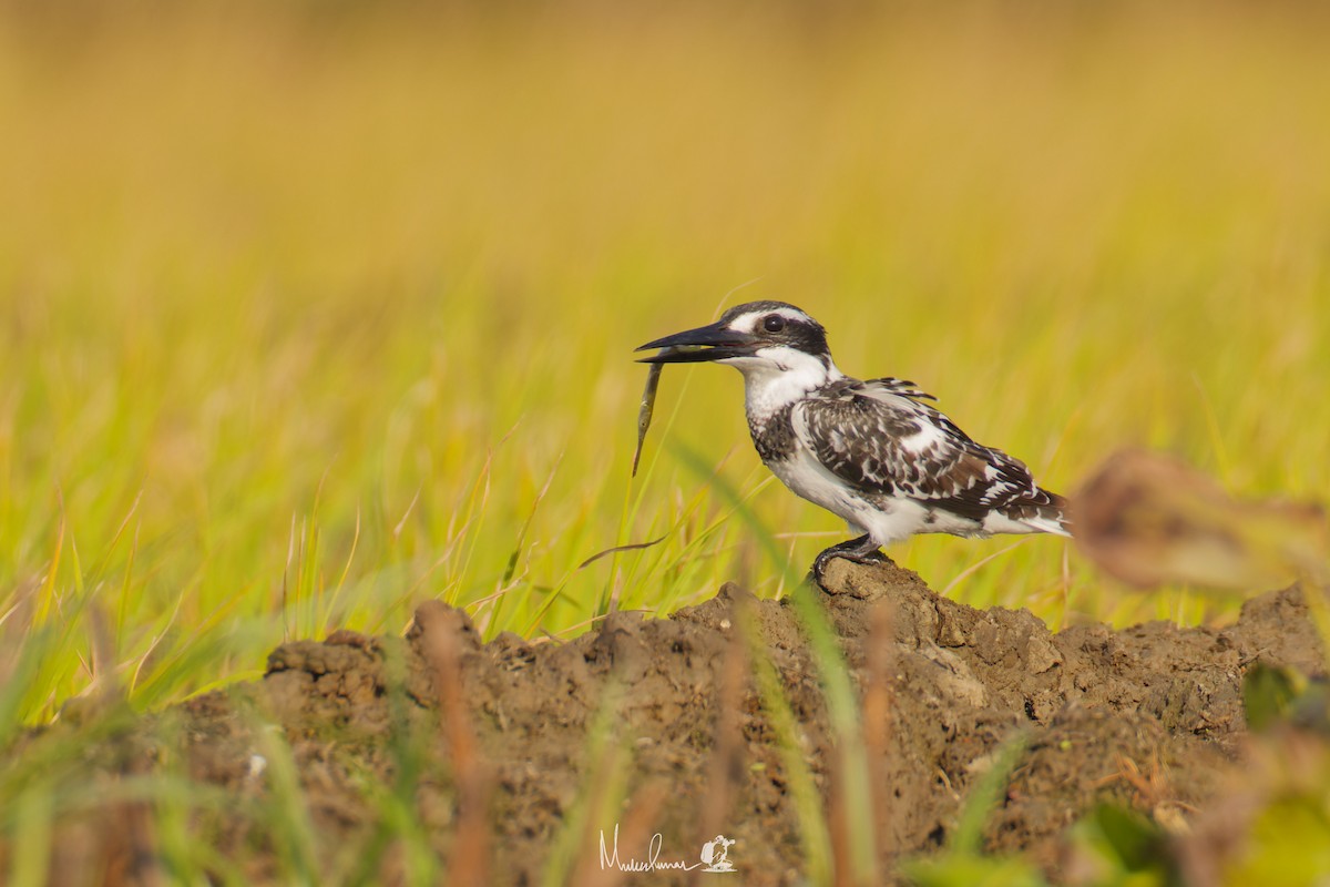 Pied Kingfisher - ML614691447