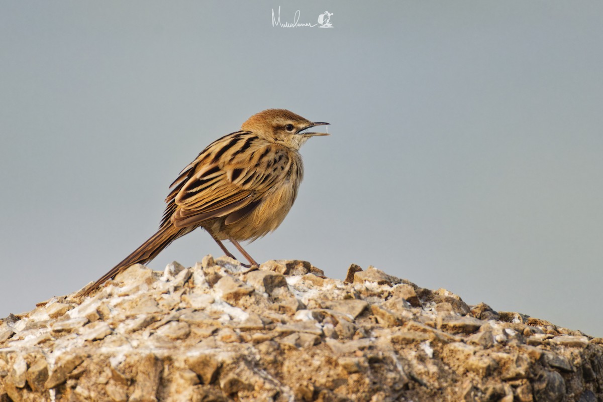 Zitting Cisticola - ML614691464