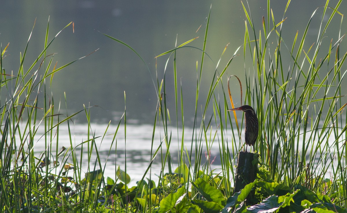 Black Bittern - ML614691487