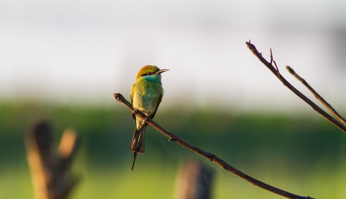 Asian Green Bee-eater - Mészáros József