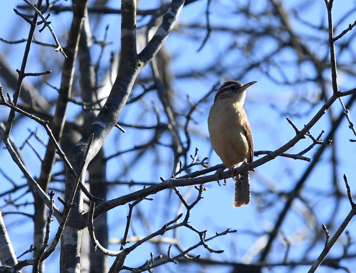 Carolina Wren - ML614691574