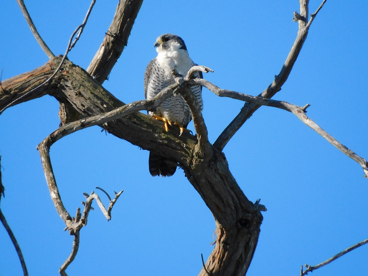 Peregrine Falcon - ML614691598