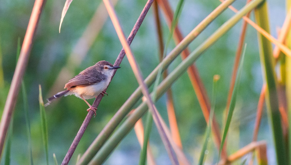 Plain Prinia - Mészáros József