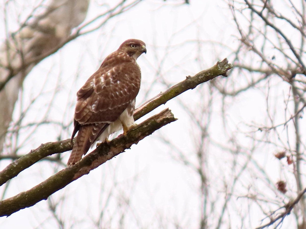 Red-tailed Hawk - ML614691645