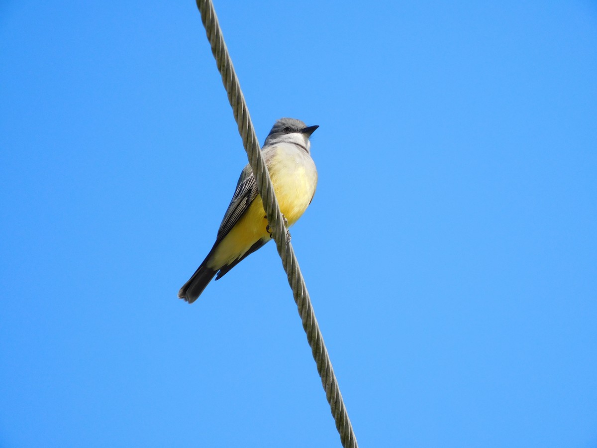 Cassin's Kingbird - ML614691680