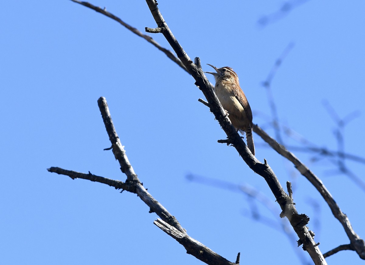 Carolina Wren - ML614691682