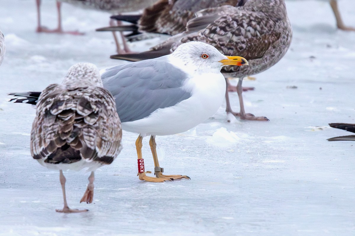 Herring Gull - Alena Tsikhanovich